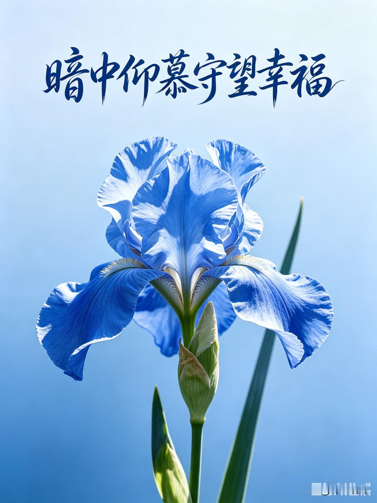 鸢尾花
才露尖角沐晓光，
似蝶轻翩送幽香。
心藏期许托虹寄，
瓣瓣清欢诉暖阳。