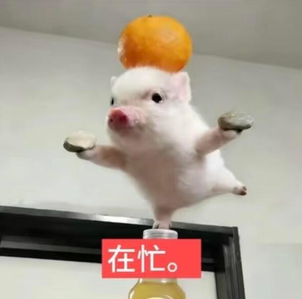 可爱萌萌小猪文字表情包 