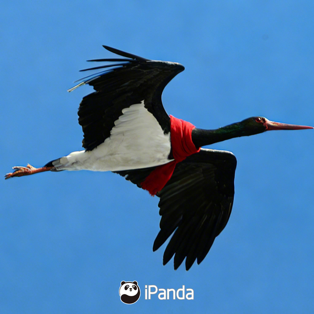 【喜庆！毛茸茸的新春头像请查收】天上飞的，地上跑的，水里游的……各地保护动物都来