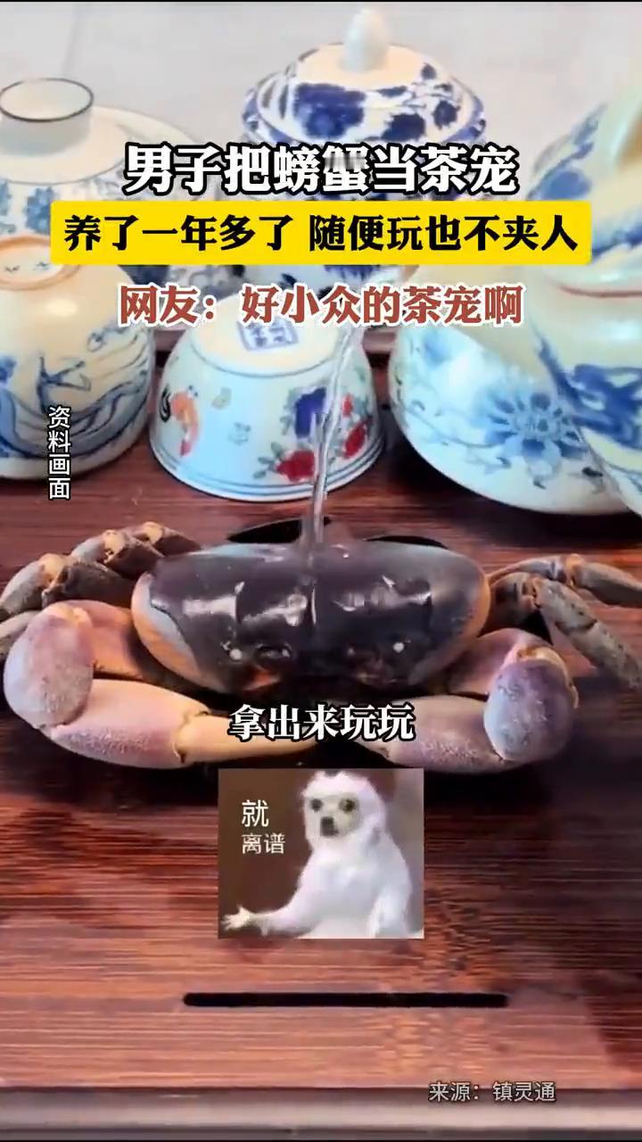 男子把螃蟹当茶宠，养了一年多了随便玩也不夹人。网友：好小众的茶宠。
镇灵通。
这