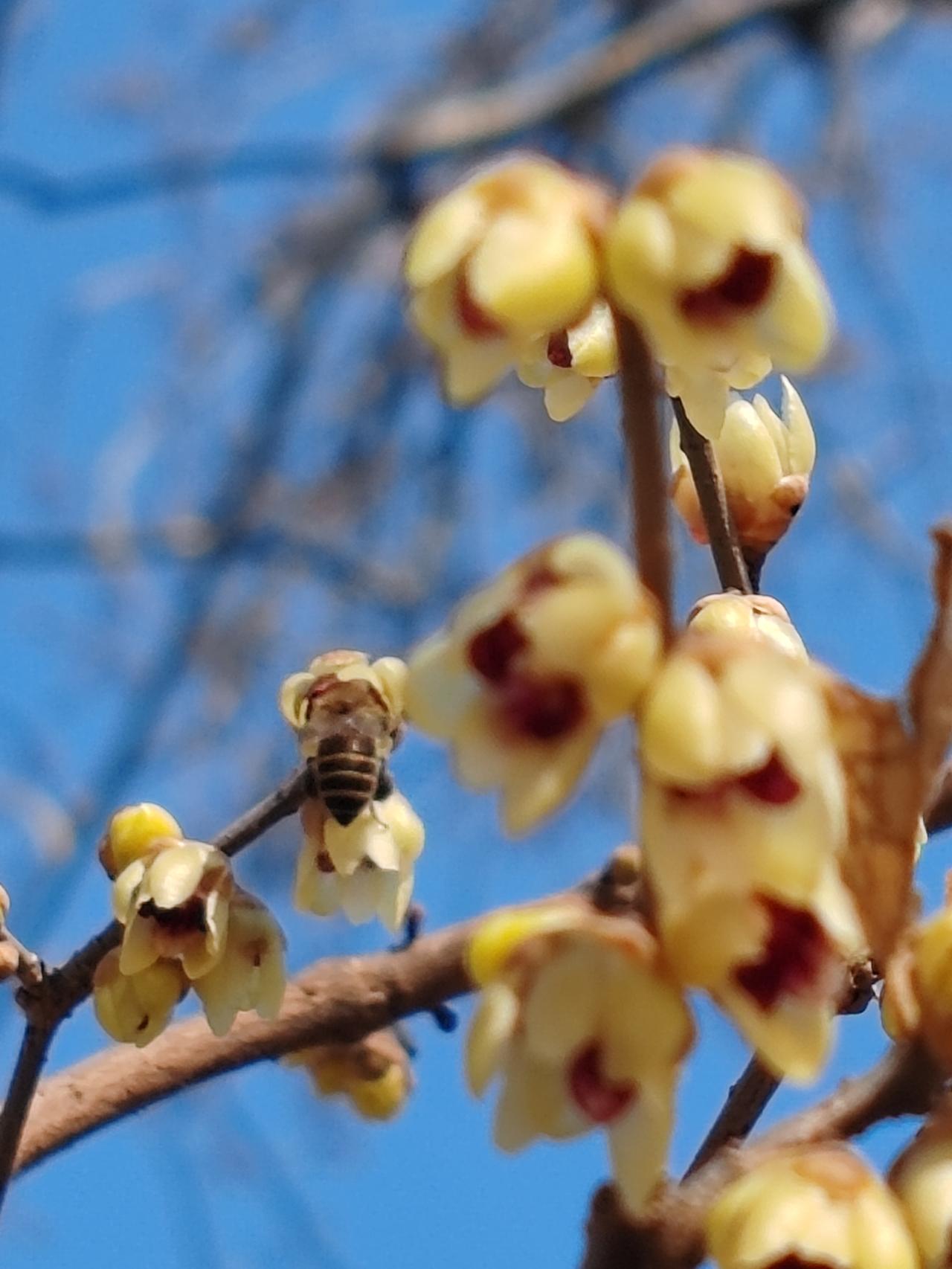 晒图笔记大赛正月赏梅。