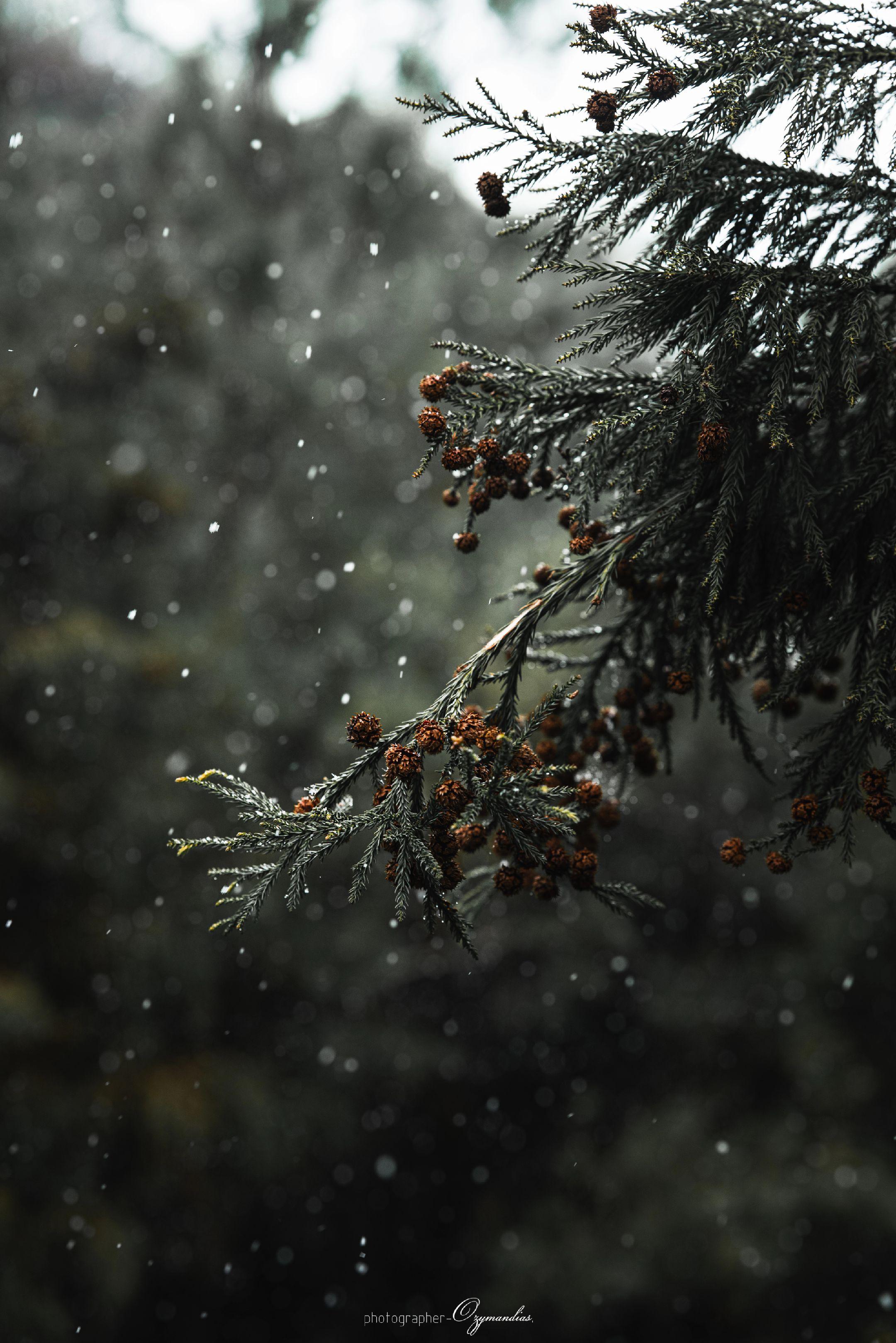 龙缸一隅·松影。龙缸的雨，轻轻落在松枝上，凝住了山野的冬意，也揉碎了一...