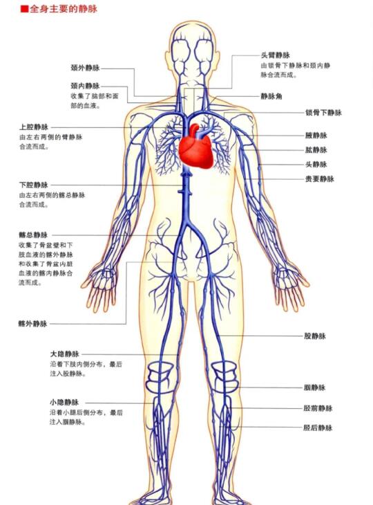 全身静脉系统