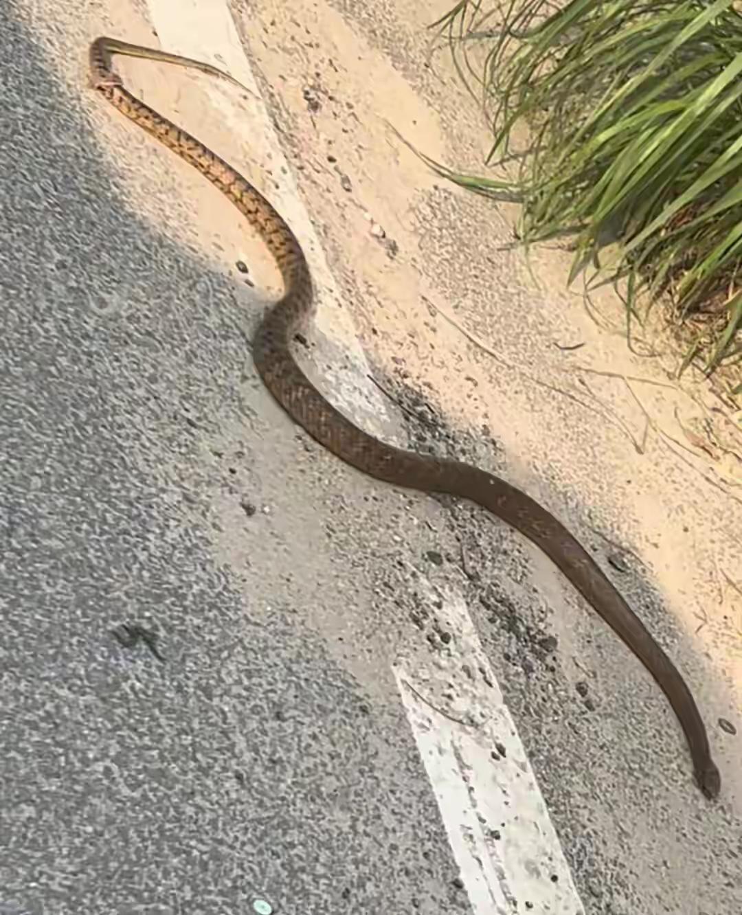 马路上惊现近2米长蛇翻滚“跳舞”，专家：是滑鼠蛇，要么受伤了，要么吃到“毒老鼠”