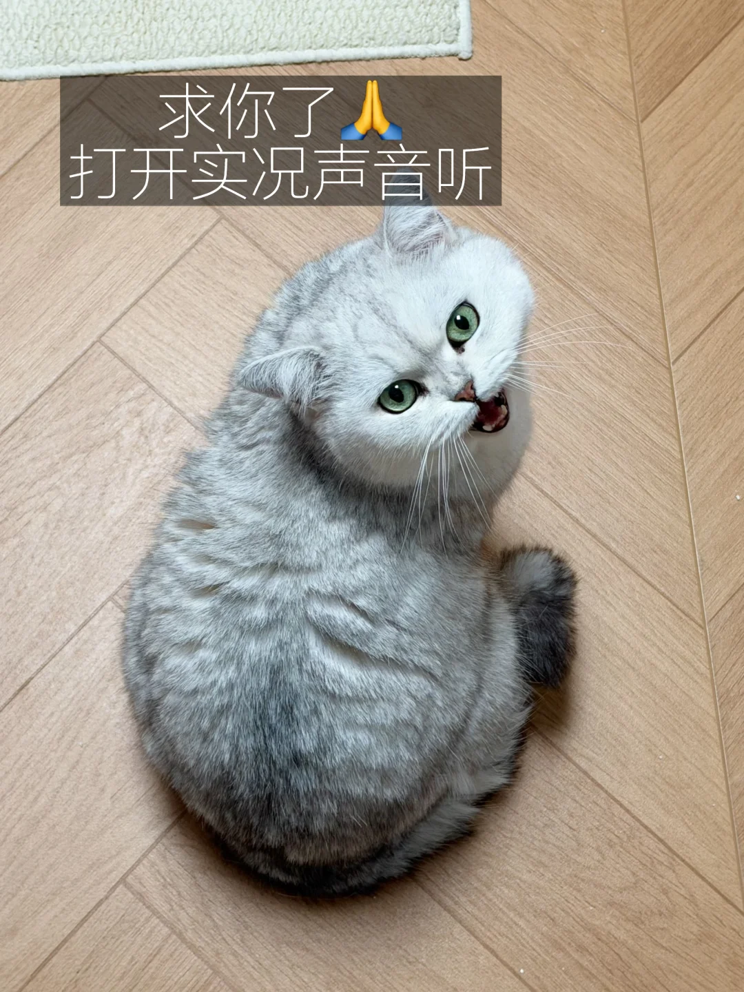 不养猫你不懂！