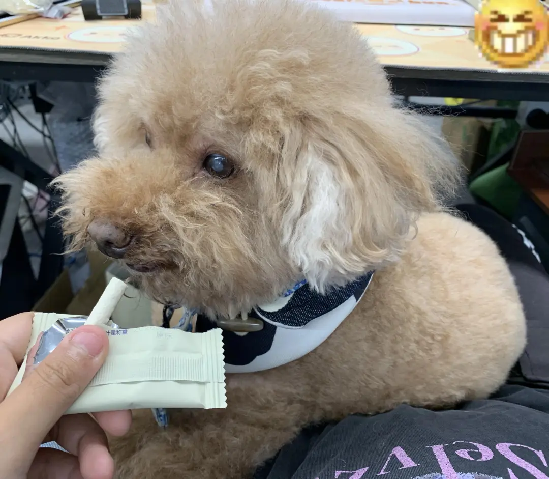 看看你家的泰迪