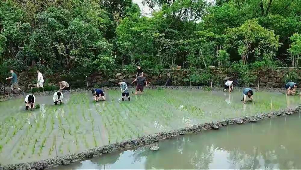 马云带队阿里高管集体下田插秧这么多人插秧岸上还安排人拍照，我靠！马云应该庆幸没被