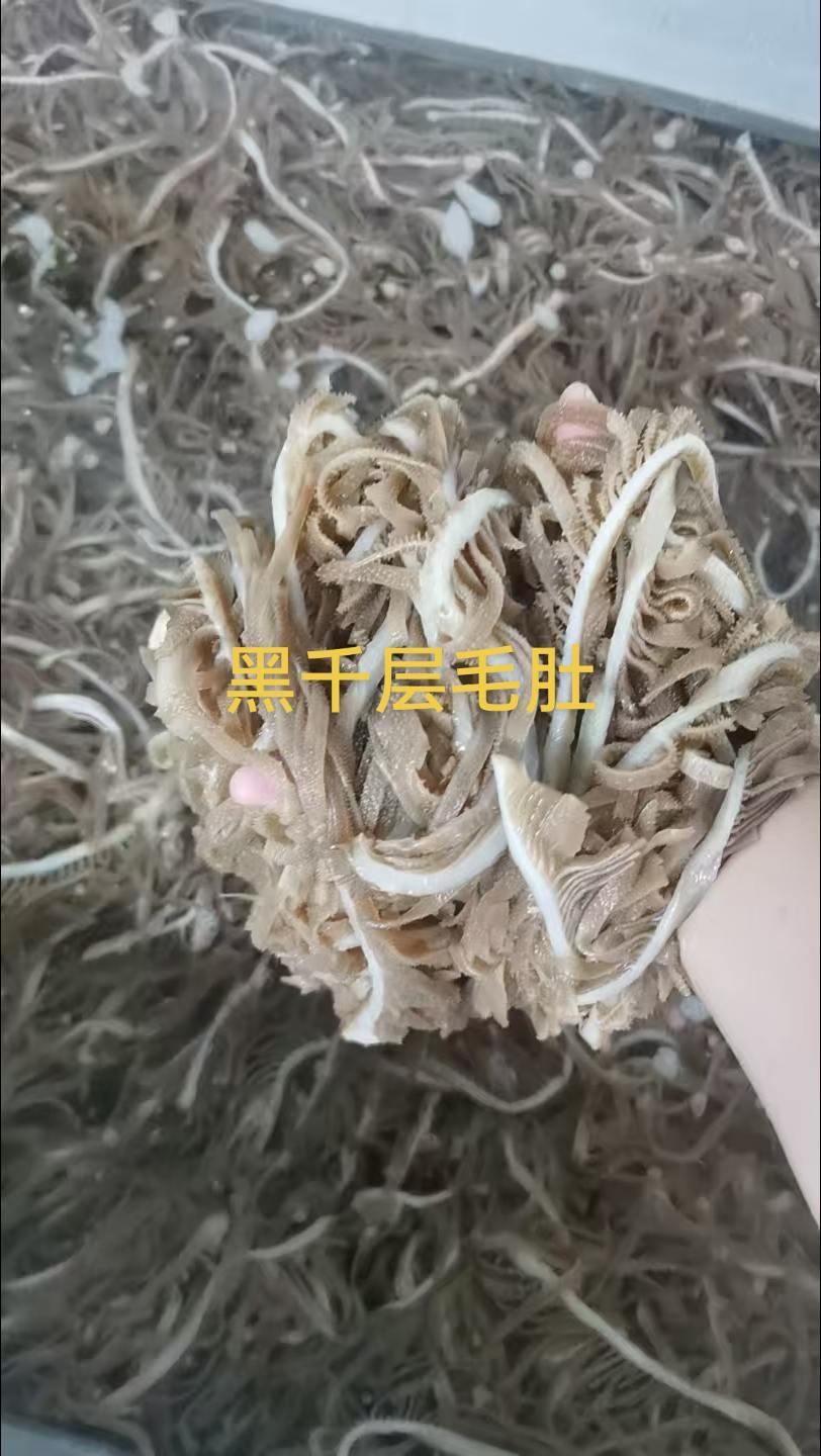 毛肚