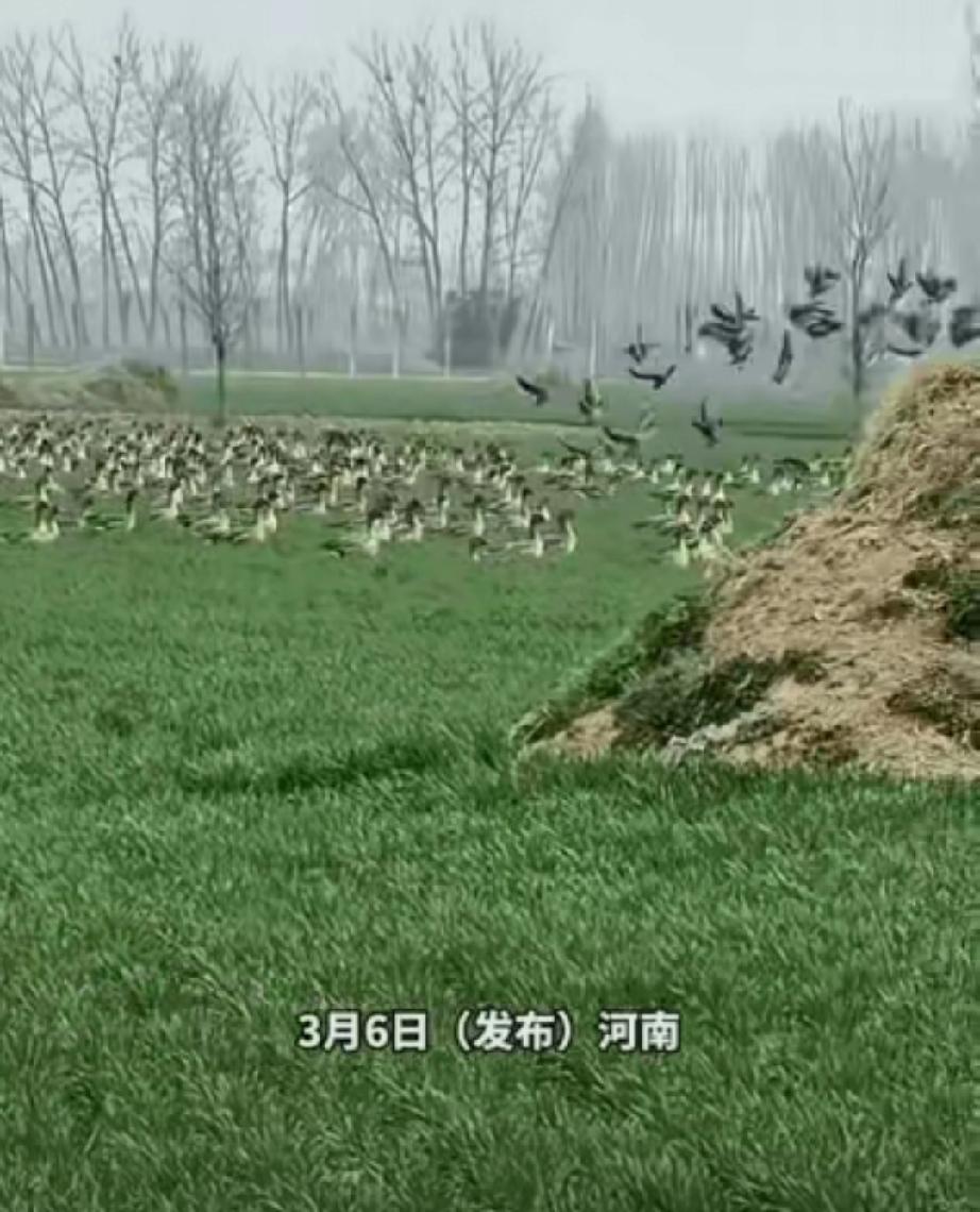 意外之喜？3月6日，河南一男子到自家的小麦地里工作，突然发现一群大雁飞到了自家地