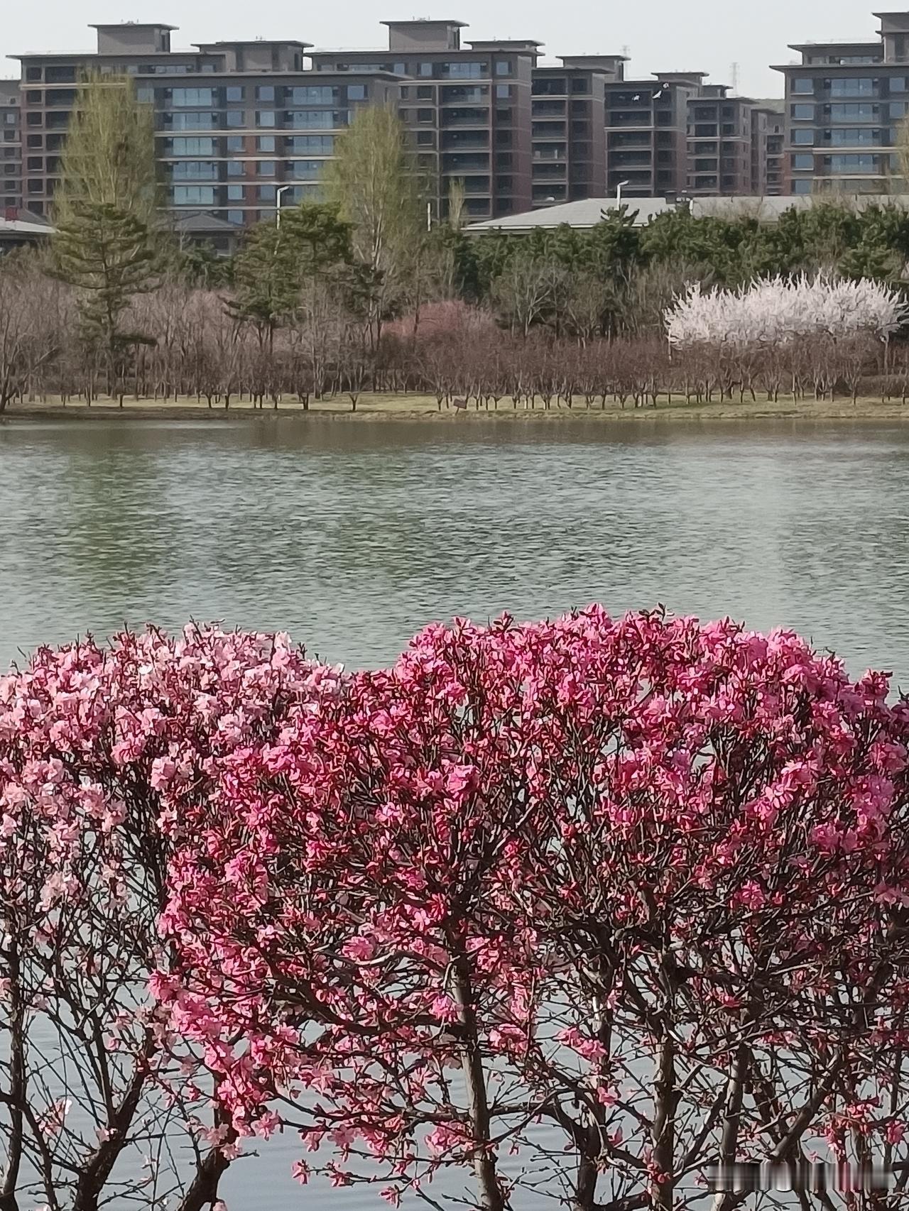 春天的温柔长满了枝头，杏花开了，梅花也开了。走在湖边欣赏风景，有好心情。湖畔的梅
