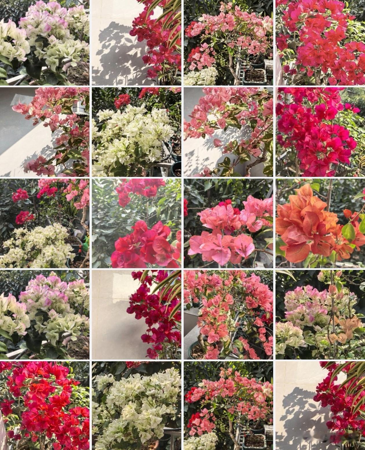 好友家阳台“梅”不胜收，从一盆到满园春色

清晨，收到好友发来的三角梅盛况——当