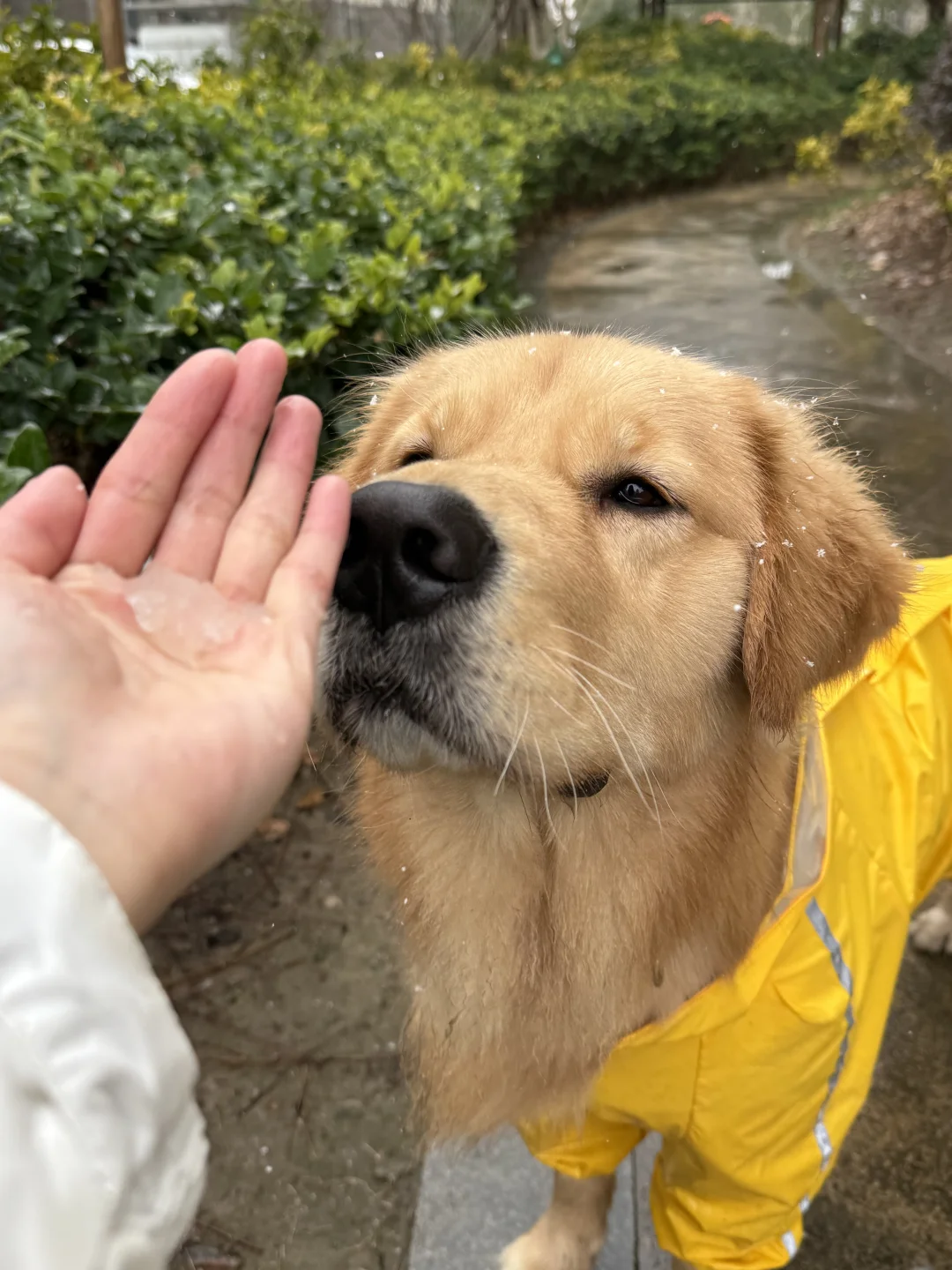 小狗的世界里第一次下雪