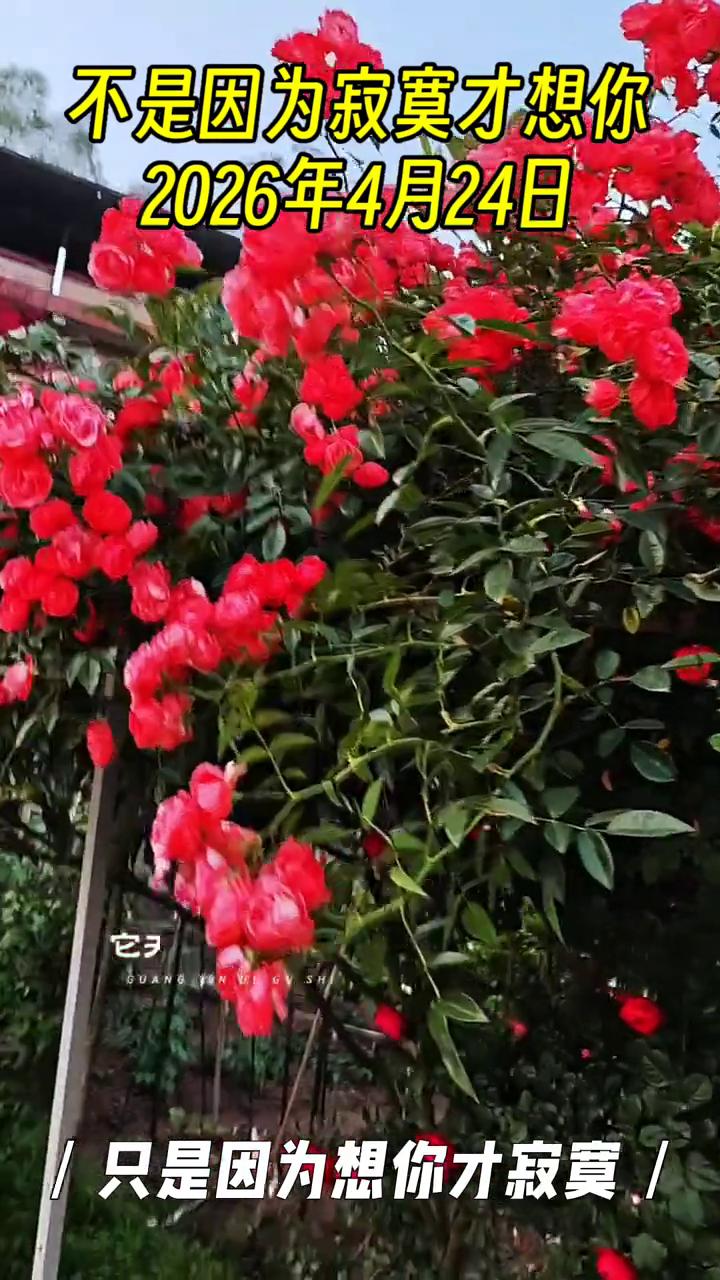 不是因为寂寞才想你。
2026年4月24日。
不是因为寂寞才想你，只是因为想你才