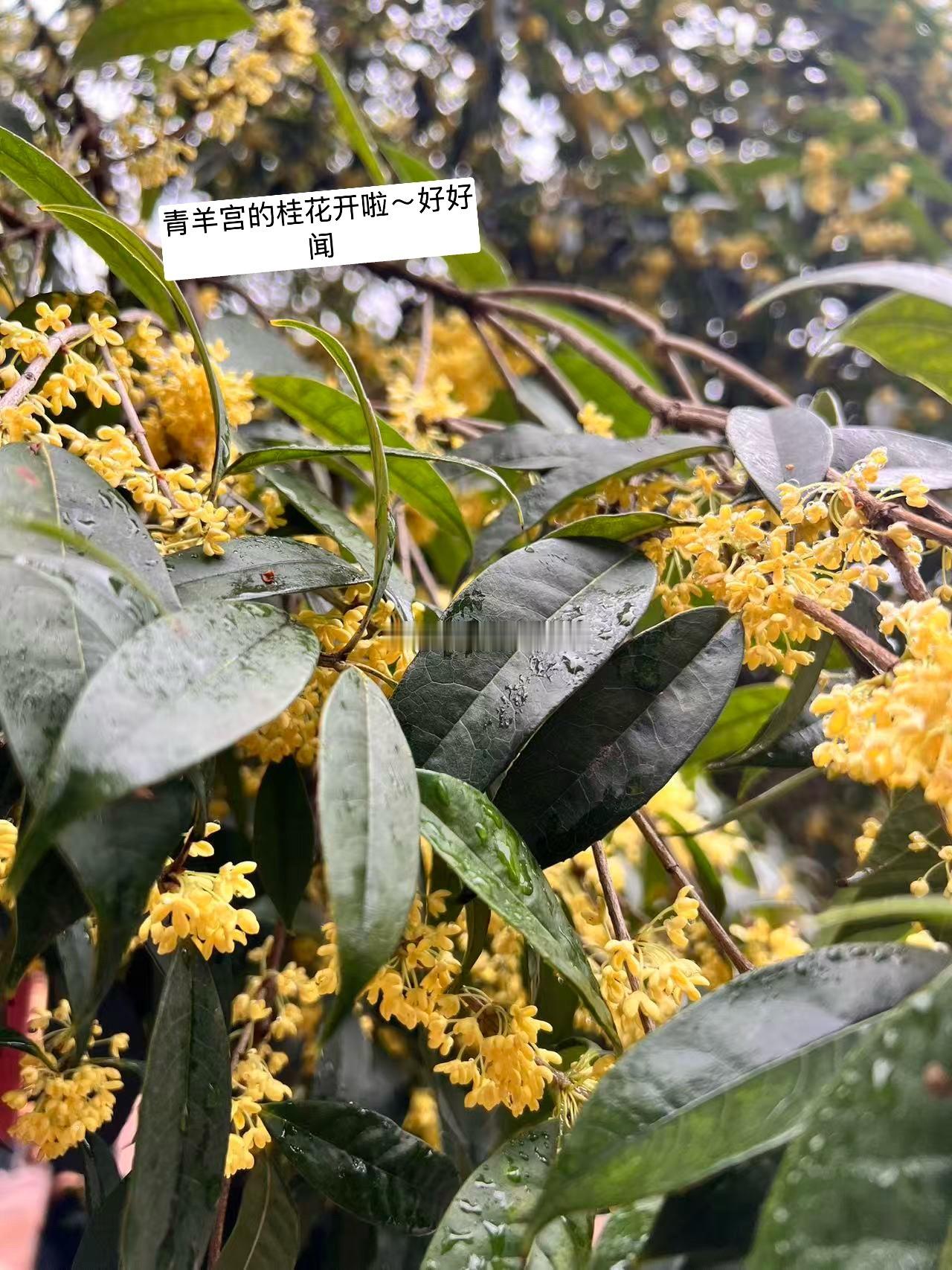 紫微斗数  📝事业运好不好 适合做什么工作 不能只看主星哦！还要参考庙旺还是落