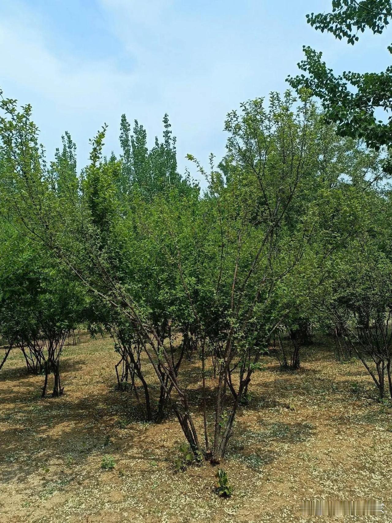 🌿营口森林公园一日游保姆级攻略

想用一天时间解锁城市绿肺的氧吧治愈力？这份不