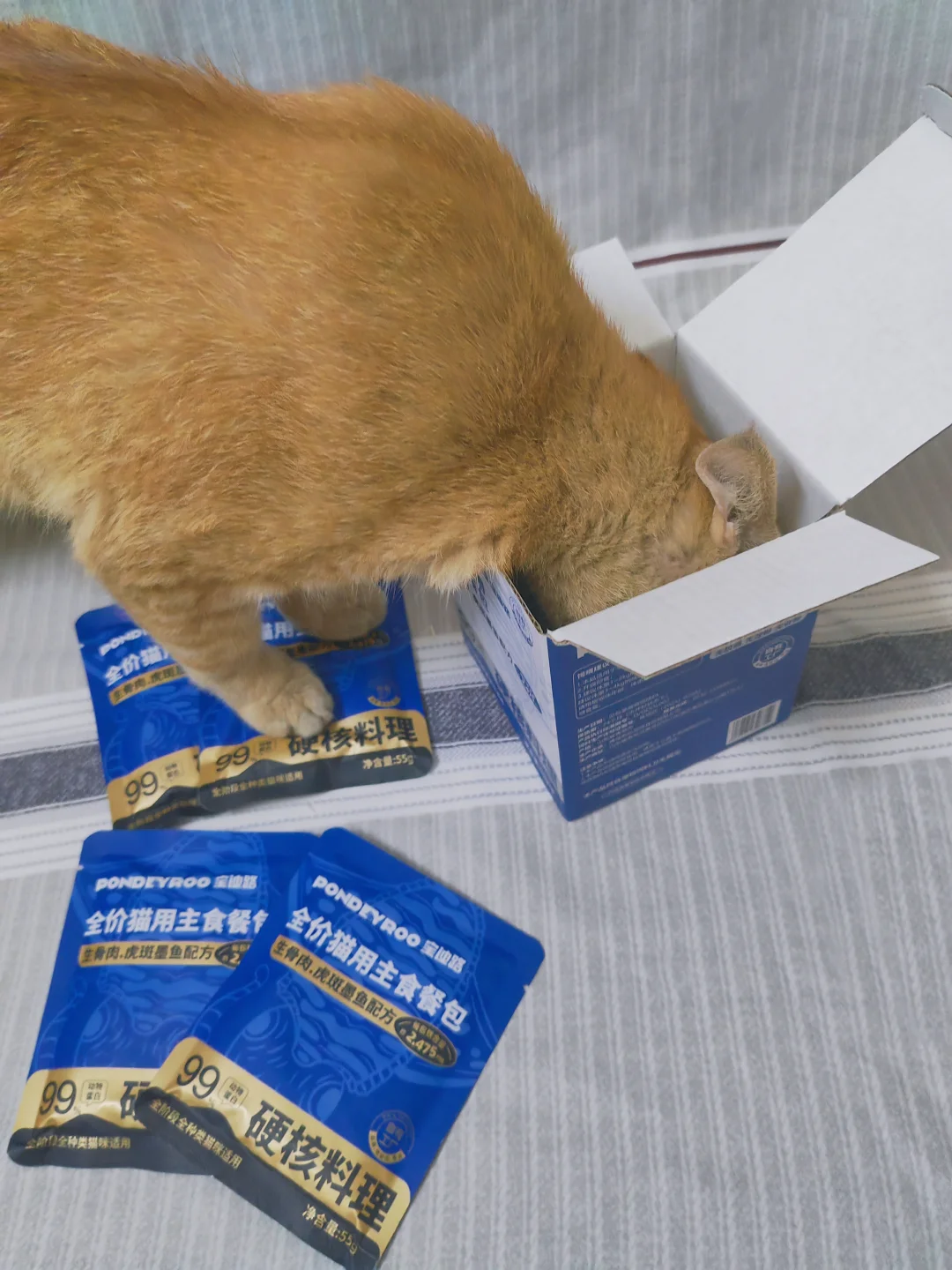 被猫咪爱吃程度惊到了‼️