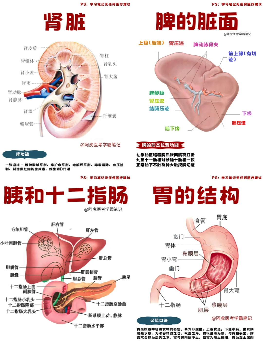 医学生笔记📒｜人体内脏合集👆