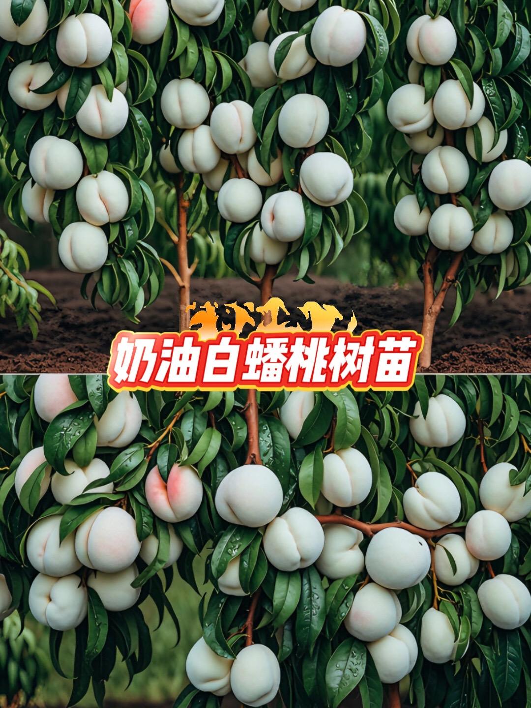 家人们，还在羡慕果园里硕果累累的蟠桃吗？现在，不用再眼巴巴向往，拥有同...