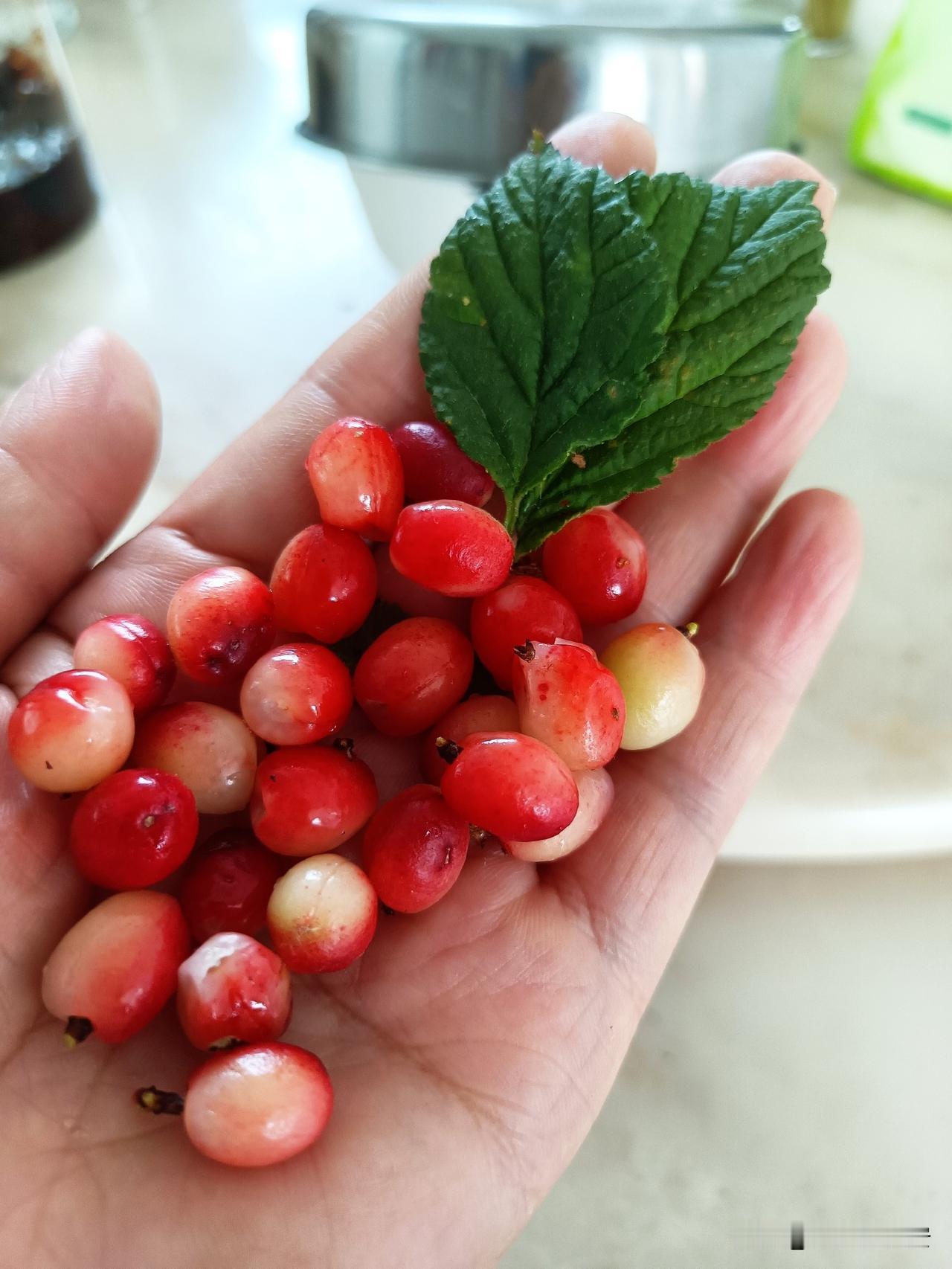 万能的豆包，今天终于解决了我问候过八年无解的答案。

菜园里长了一棵树，树干不高