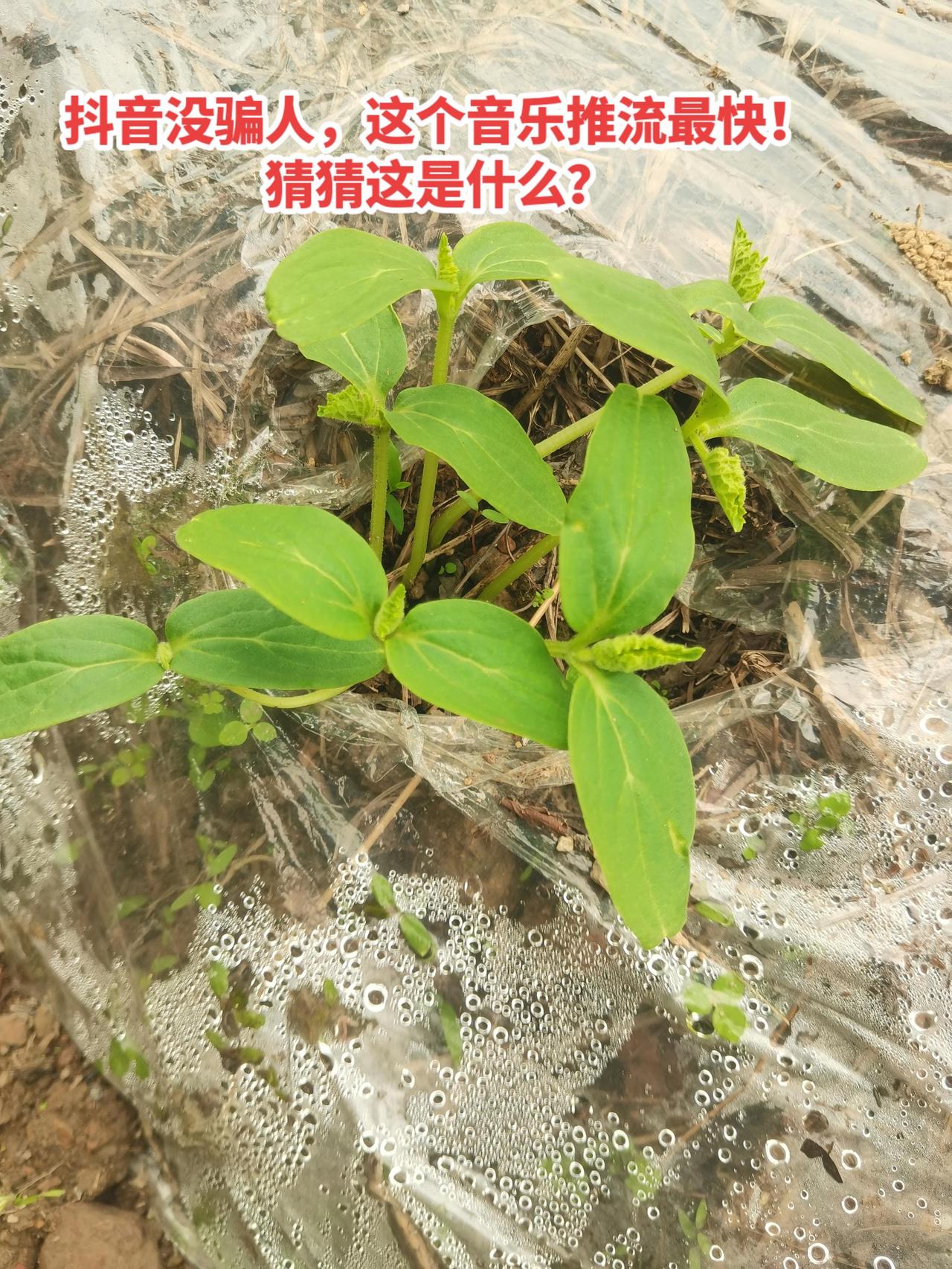 抖音没骗人，这个音乐推流最快！猜猜这是什么？
提示：冬瓜，南瓜，西瓜，白瓜，黄瓜