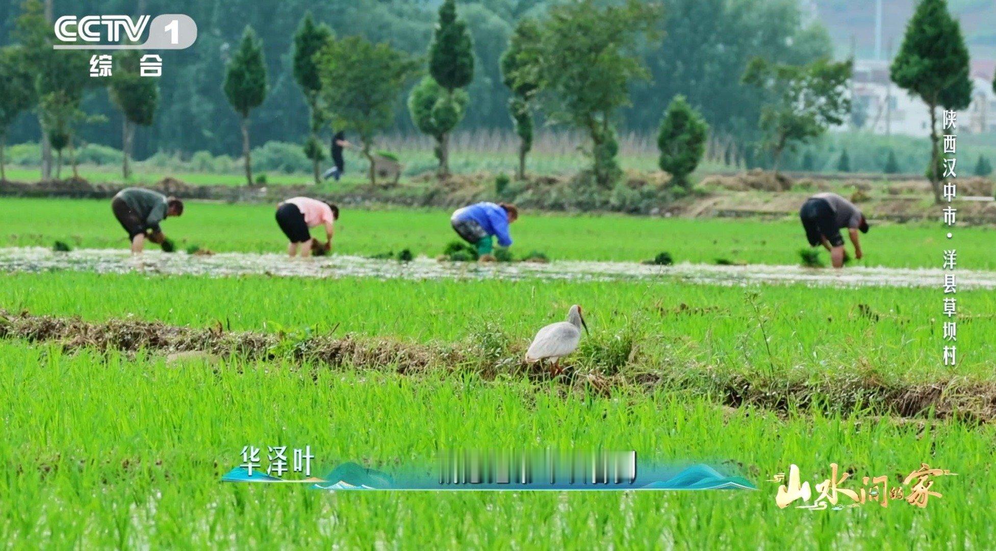 国宝和村民各忙各的村民给干饭国宝留门 从7只到8000多只！村民用无数细节守护朱