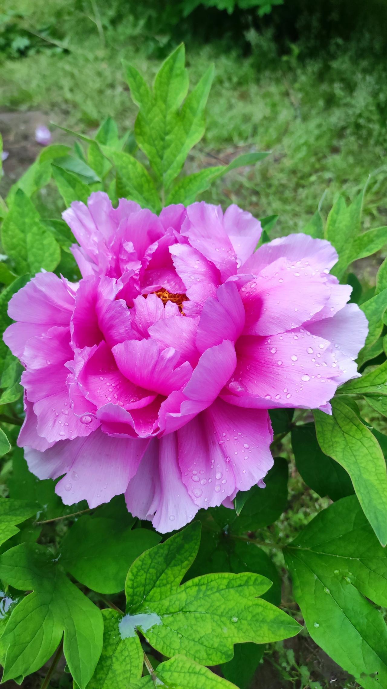 今天母亲节，我还要去忙于工作，一早醒来，赶快给我妈和我干娘每人发了一个微信红包，