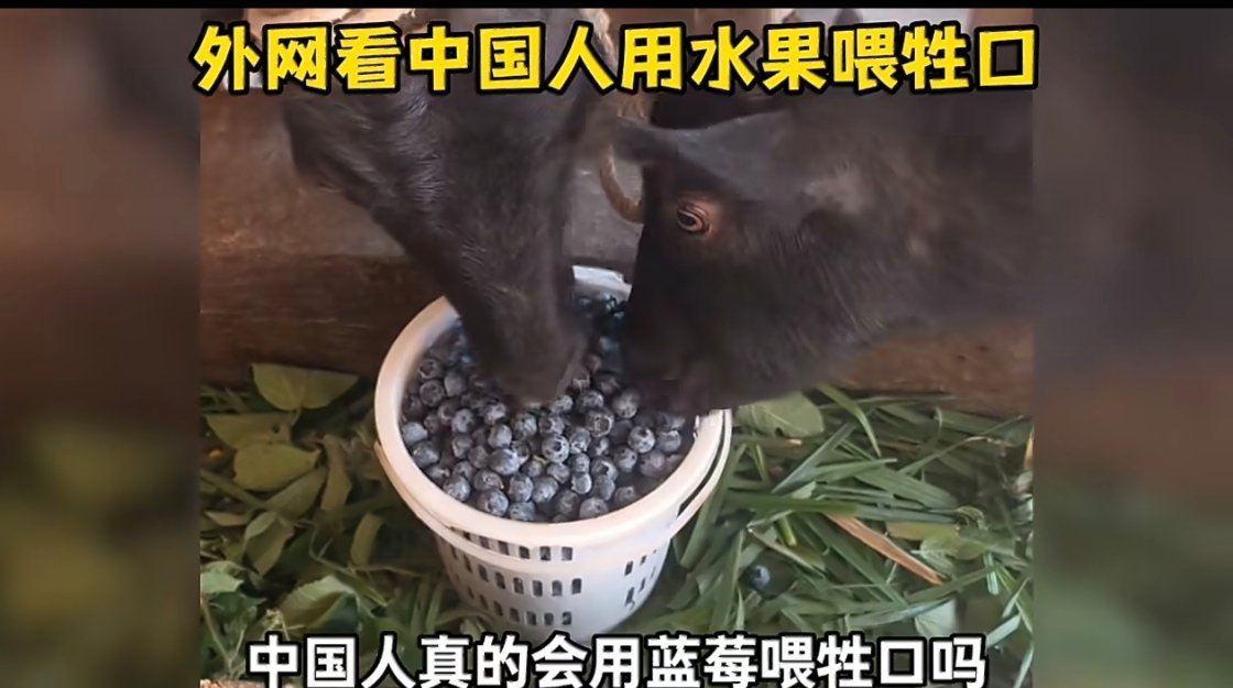 蓝莓蓝莓 今年蓝莓虽然便宜了一点，但也不至于啊