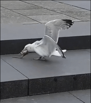 海鸥吞下一只老鼠 ​​​