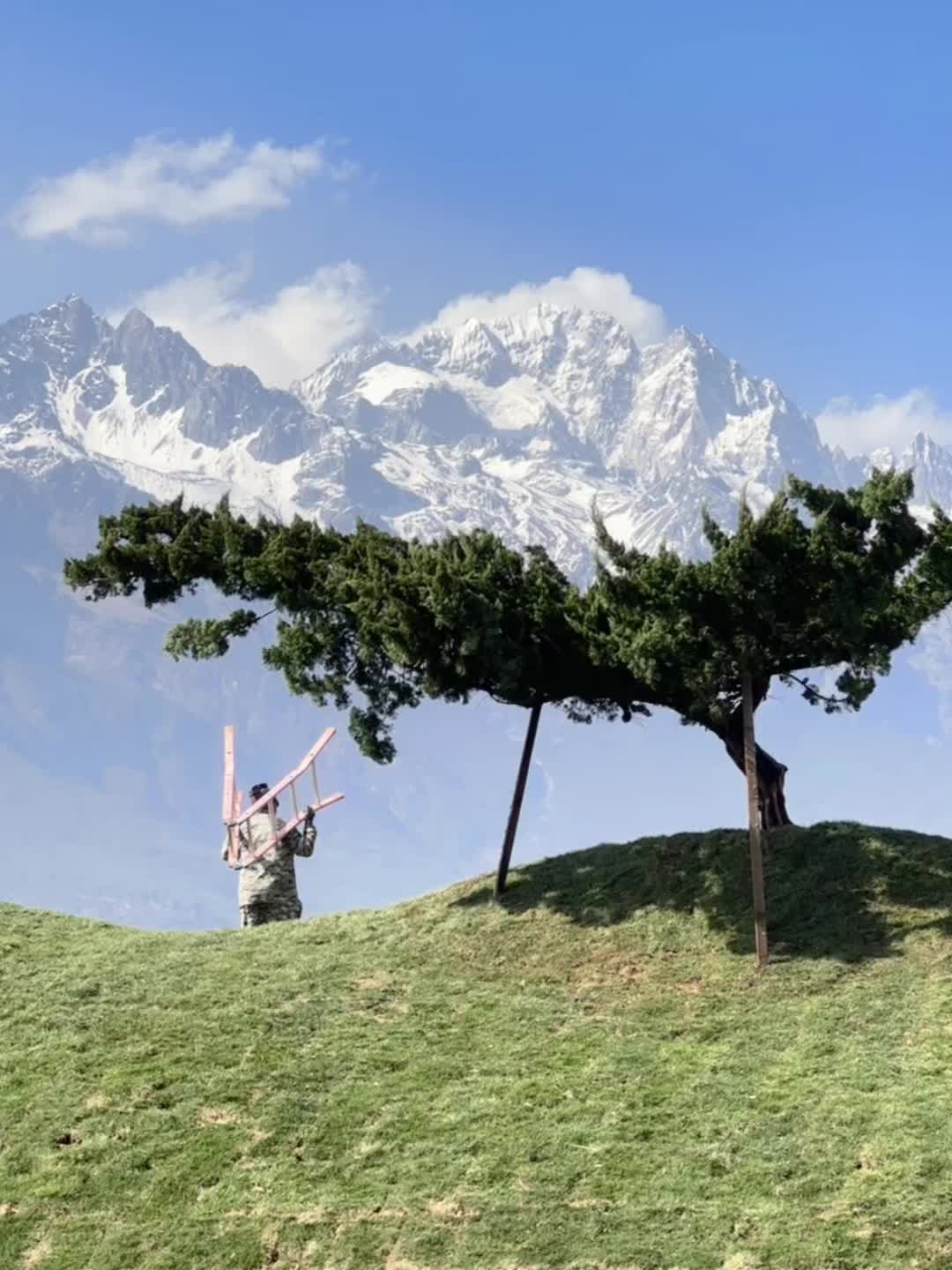 白沙网红树