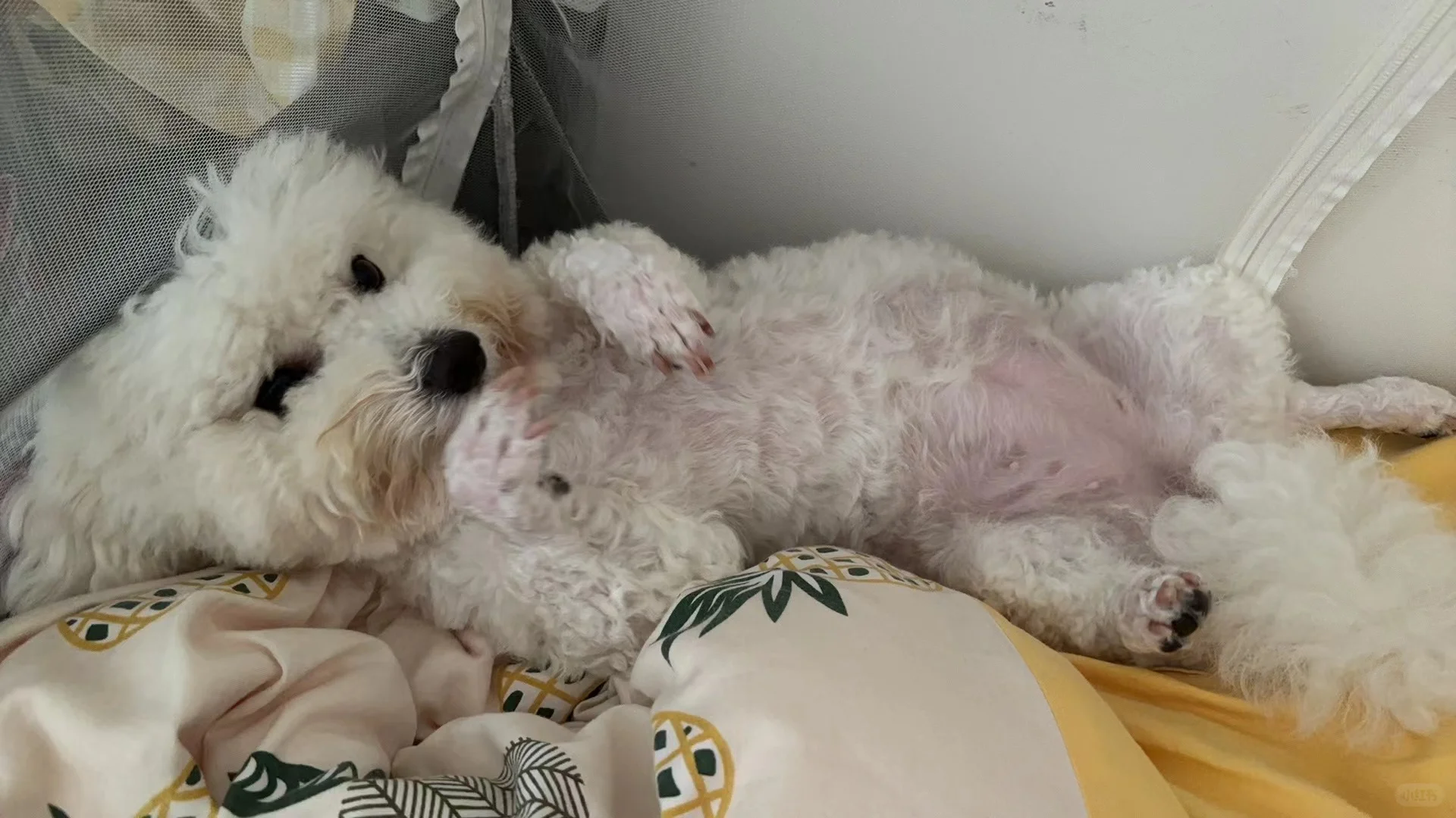 姐姐镜头下的小狗[失望R]