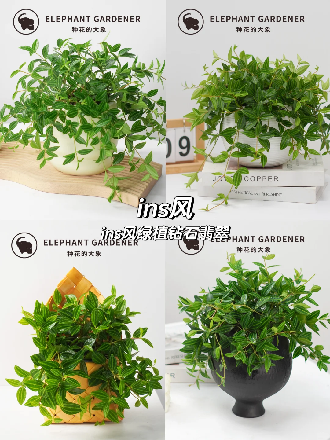 钻石翡翠盆栽🌿懒人必备