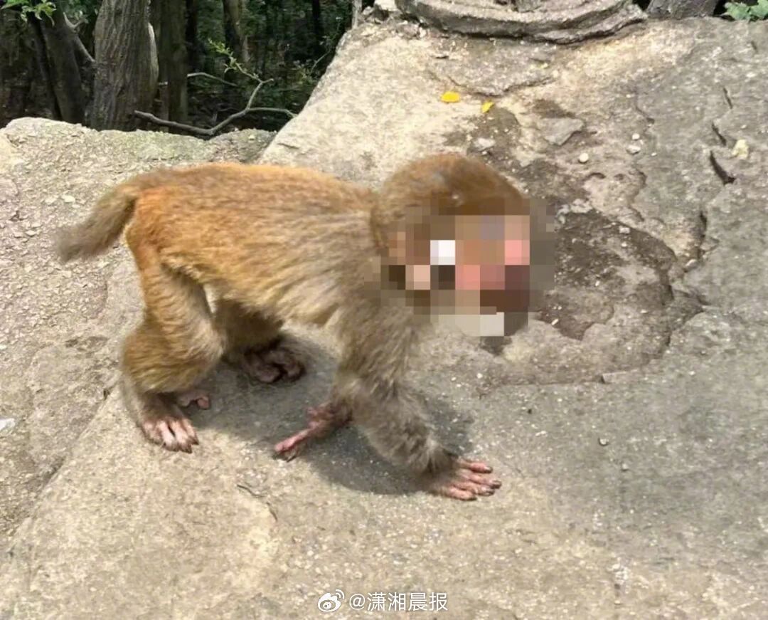 【#贵阳黔灵山一猴子脸部受伤严重#，#当地回应黔灵山一猴子脸部受伤严重#：在寻找