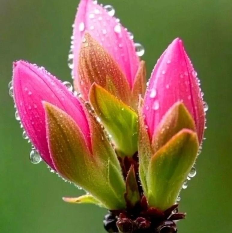 赏花观景：露珠花景 
带露珠的花儿 
看图说话：
粉蕊凝露滴，
花开静无声。
芳