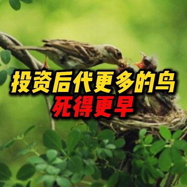 投资后代更多的鸟死得更早你最好是真的在说鸟