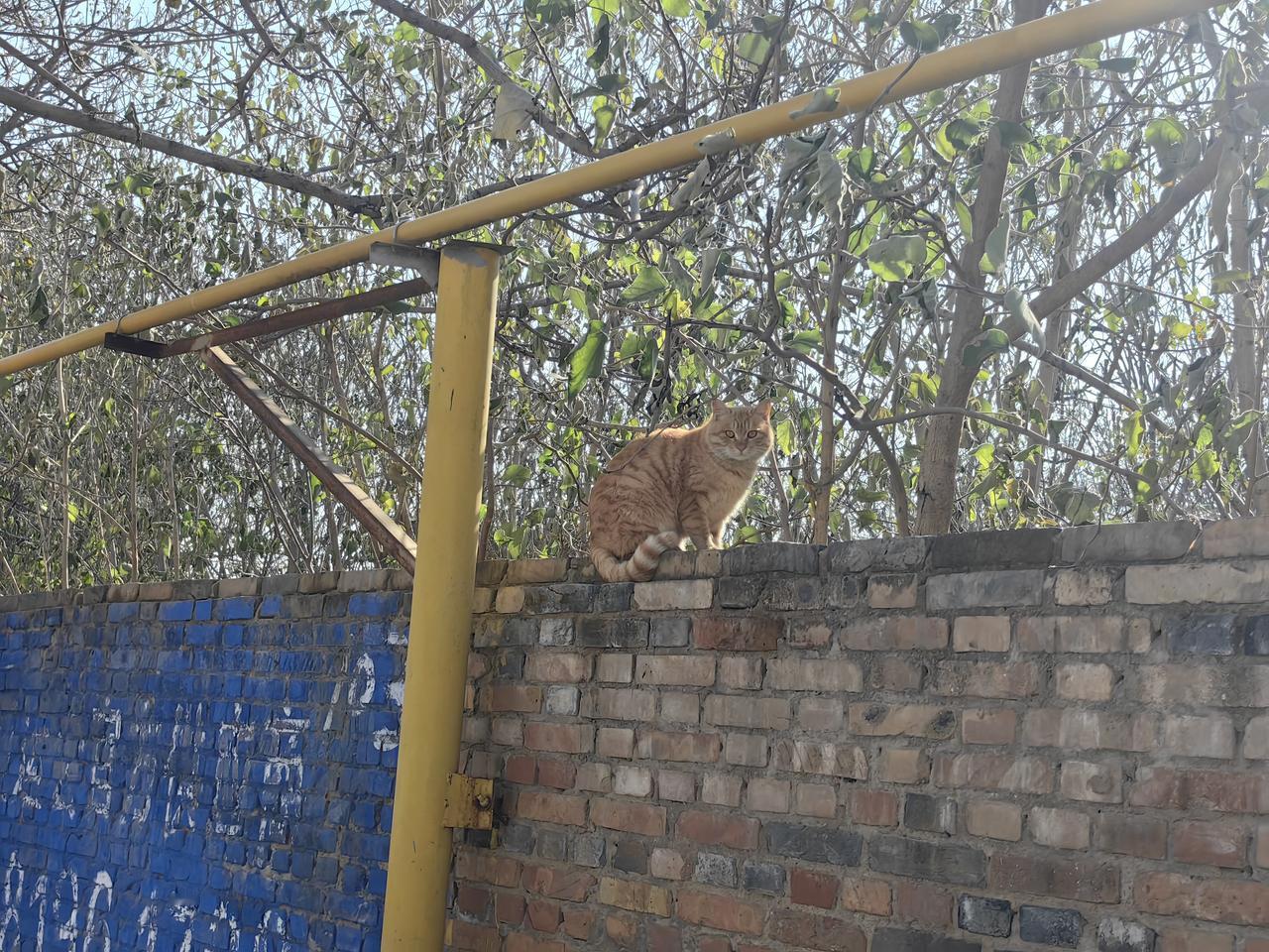 今天倒垃圾，看见大橘。不太怕人，独立寒秋，看行人匆匆，目光炯炯，威风凛凛。警惕性