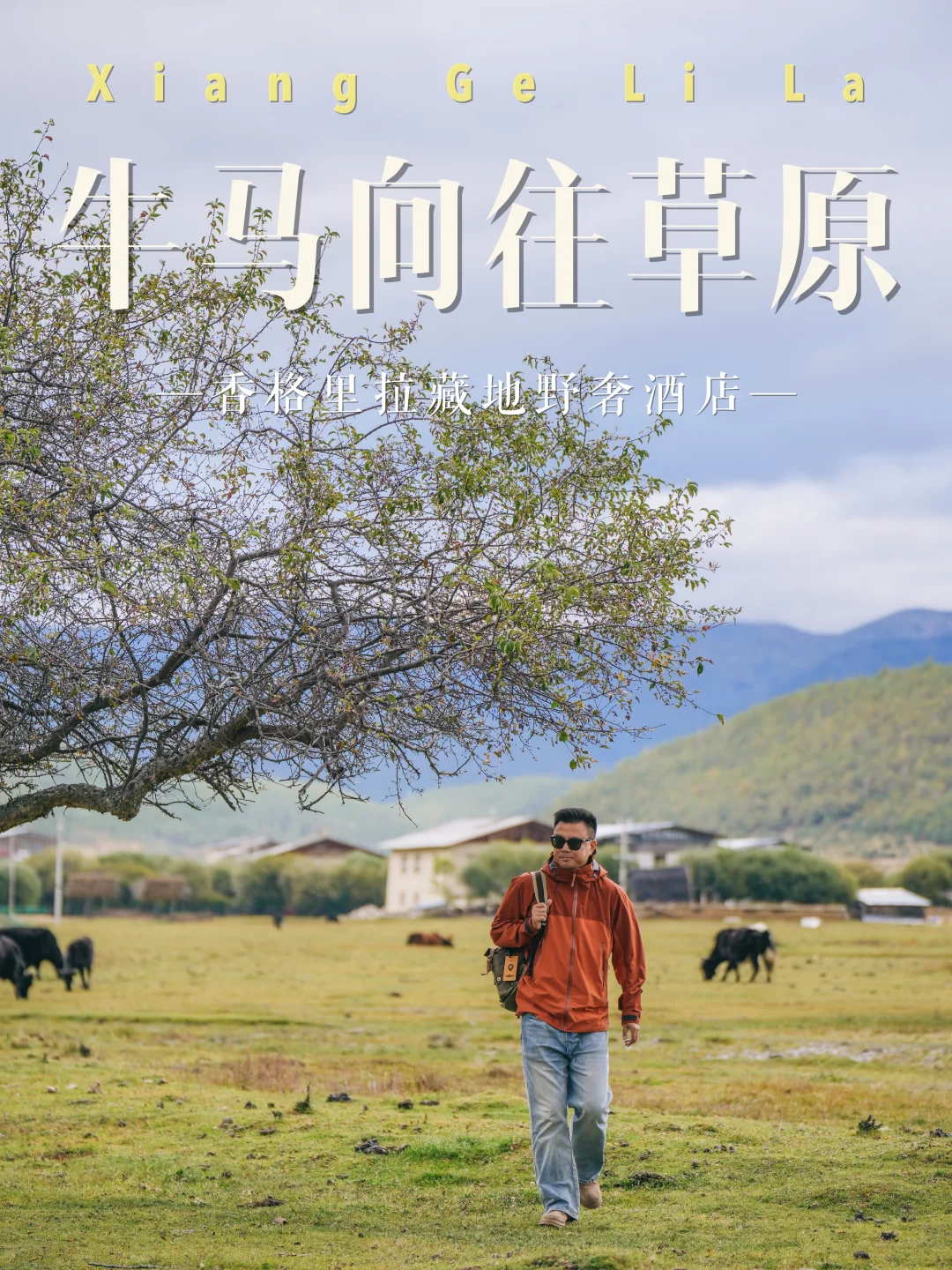 在香格里拉半渡🐎与群山和牦牛做邻居