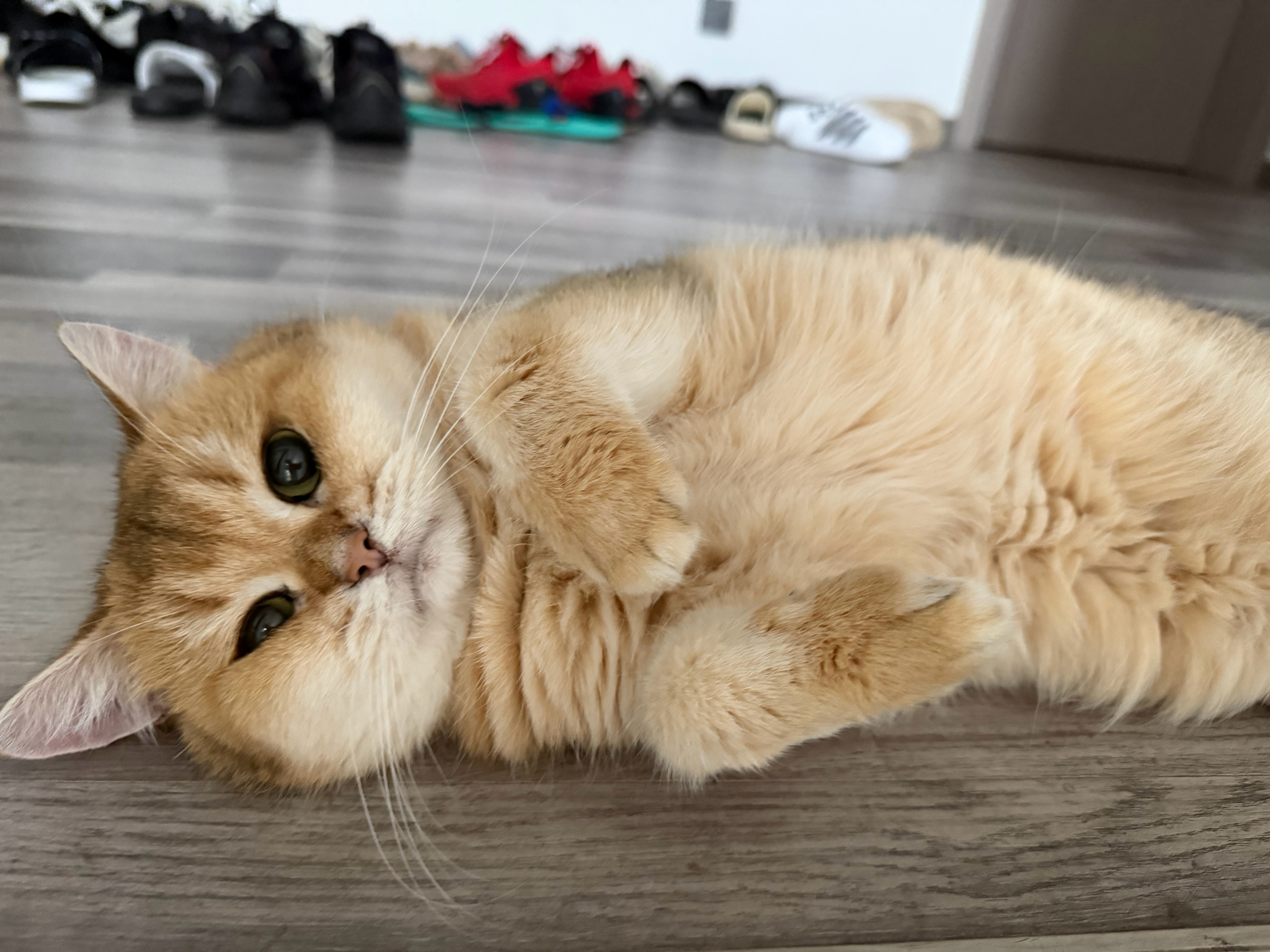 猫宁！美人喵祝家人们国庆快乐！吃好喝好！[二哈][二哈][二哈] ​​​