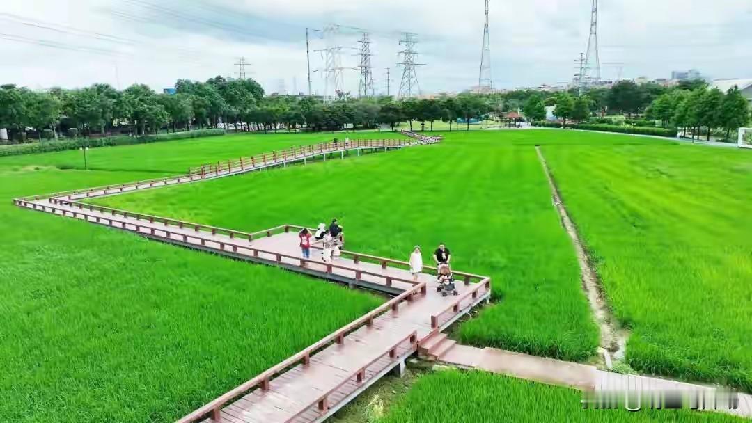 东莞石碣起航广场的稻田，是城市里的治愈角落
 
东莞石碣起航广场，有一片连片的稻