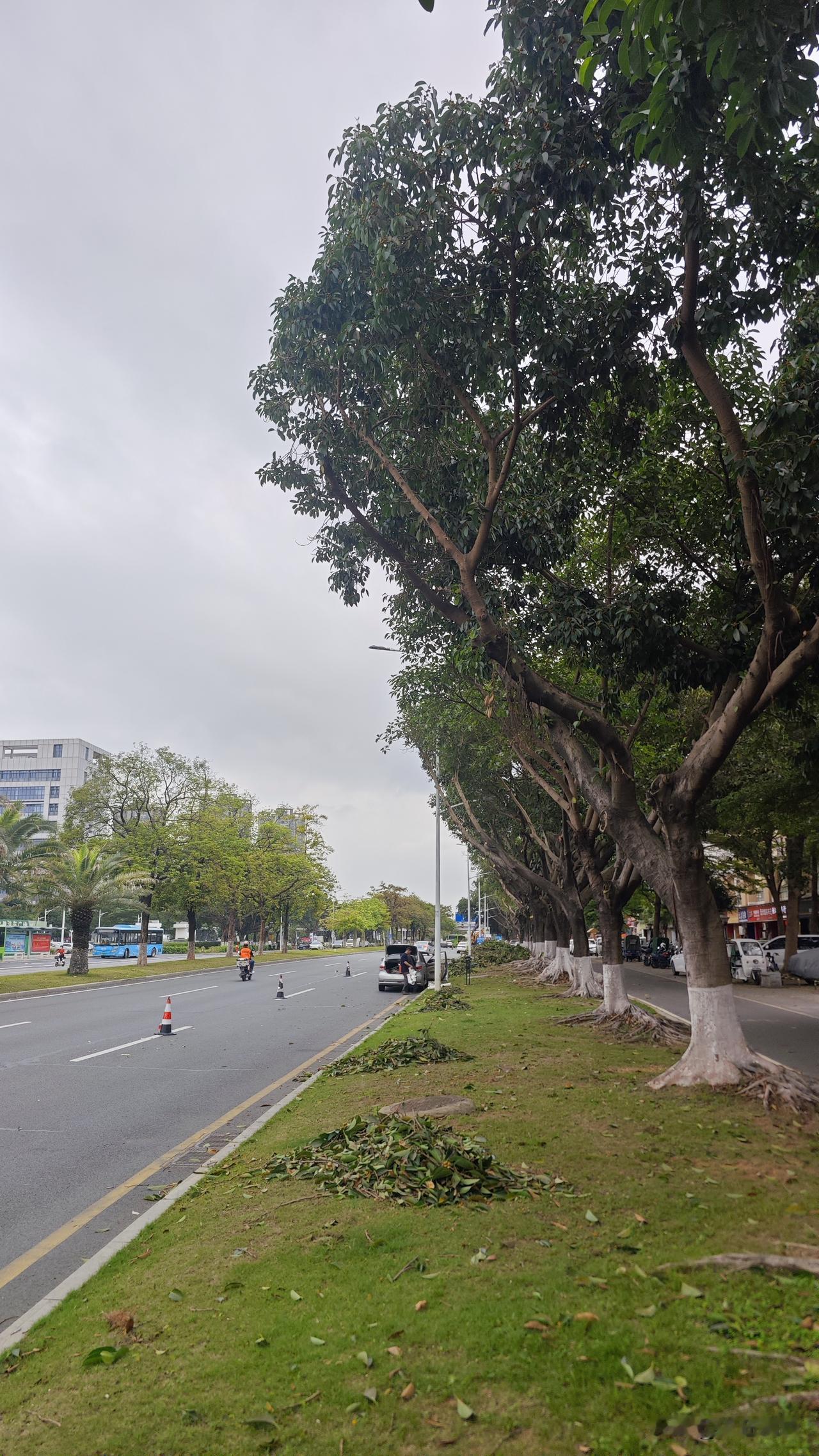 终于！念叨了好几年的砍树终于来了！效果立竿见影，看另外一边搞好的，立马就清爽多了