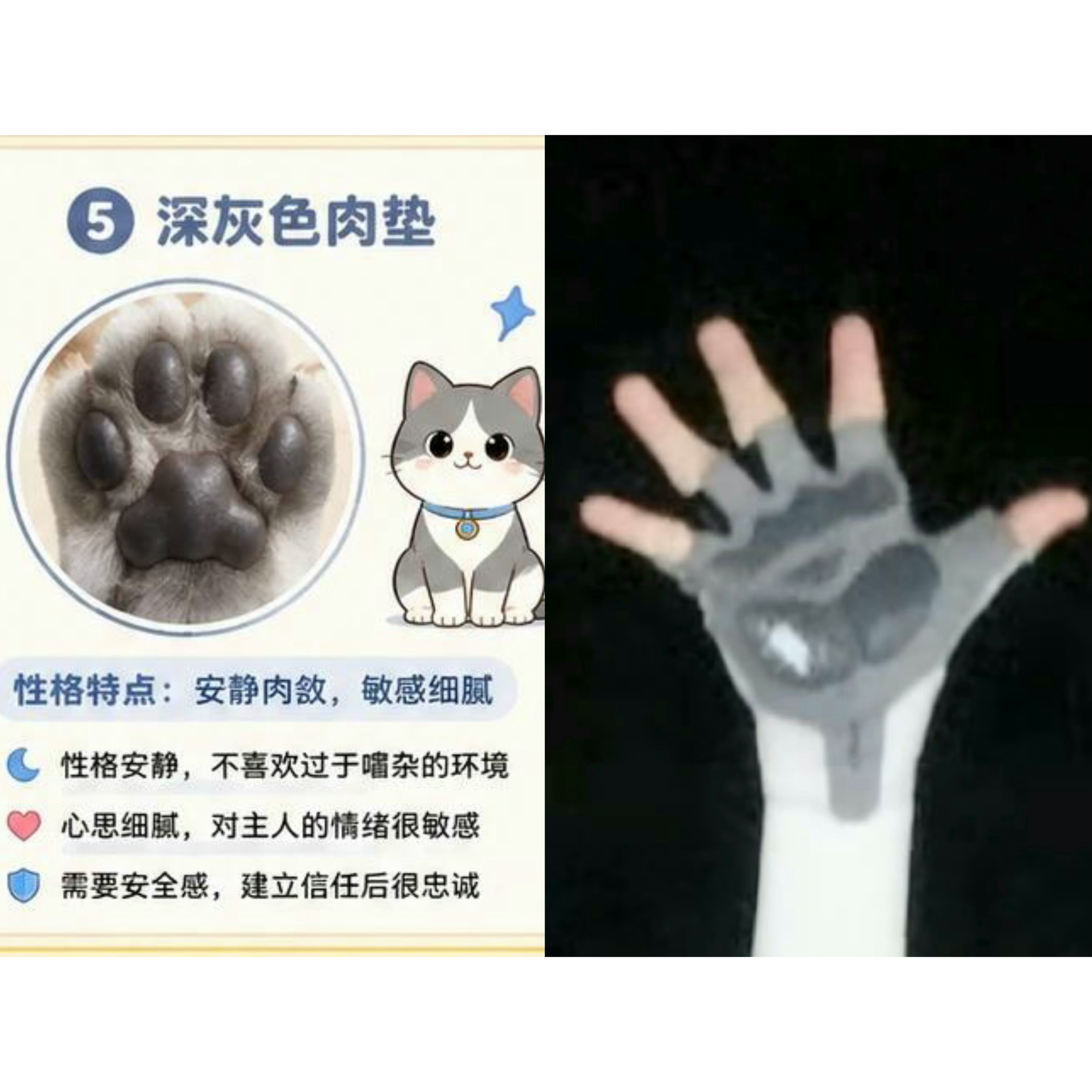 【10195】不同口味的铲咪肉垫 