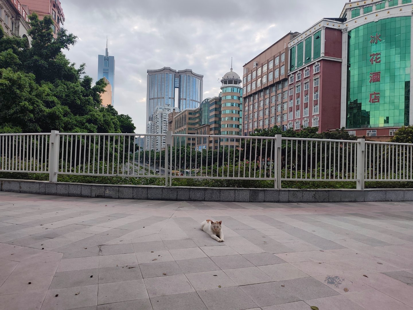又在广州时代广场天桥上见到这只没一点眼力见的流浪猫。前个星期见到它时，冲着路过的
