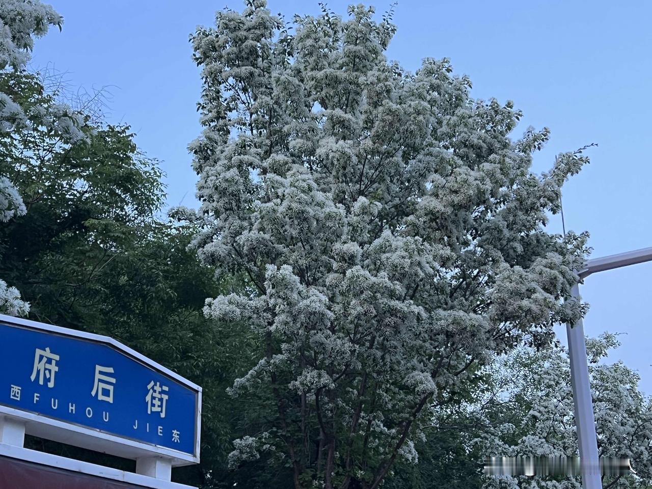 山东滨州滨城区府后街两侧漂亮的流苏树