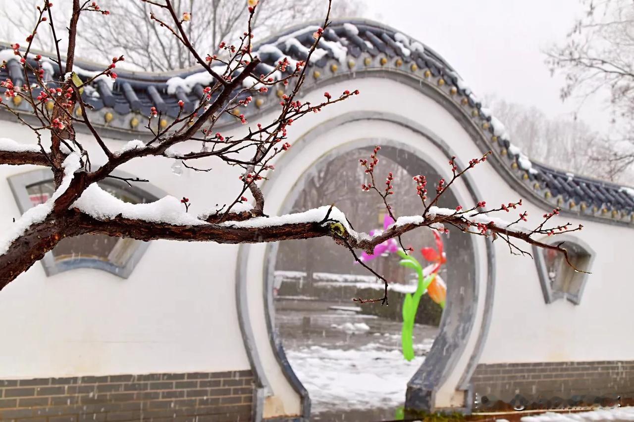 腊梅花
腊梅冷艳傲霜雪 枯枝逢雪花开时 梅花绽放雪相伴 
腊梅又称黄梅或香梅，虽