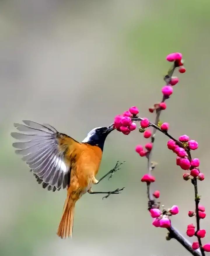 春风轻轻拂过，阳光温柔洒落，暖意融融。路边繁花悄悄绽放，空气里混着青草与花香，清