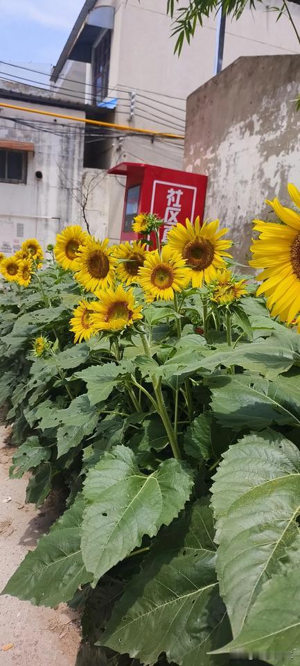 老王家有三个儿子，他们从小生活在父母无休止的争吵当中，他们的妈妈经常遍体鳞伤。