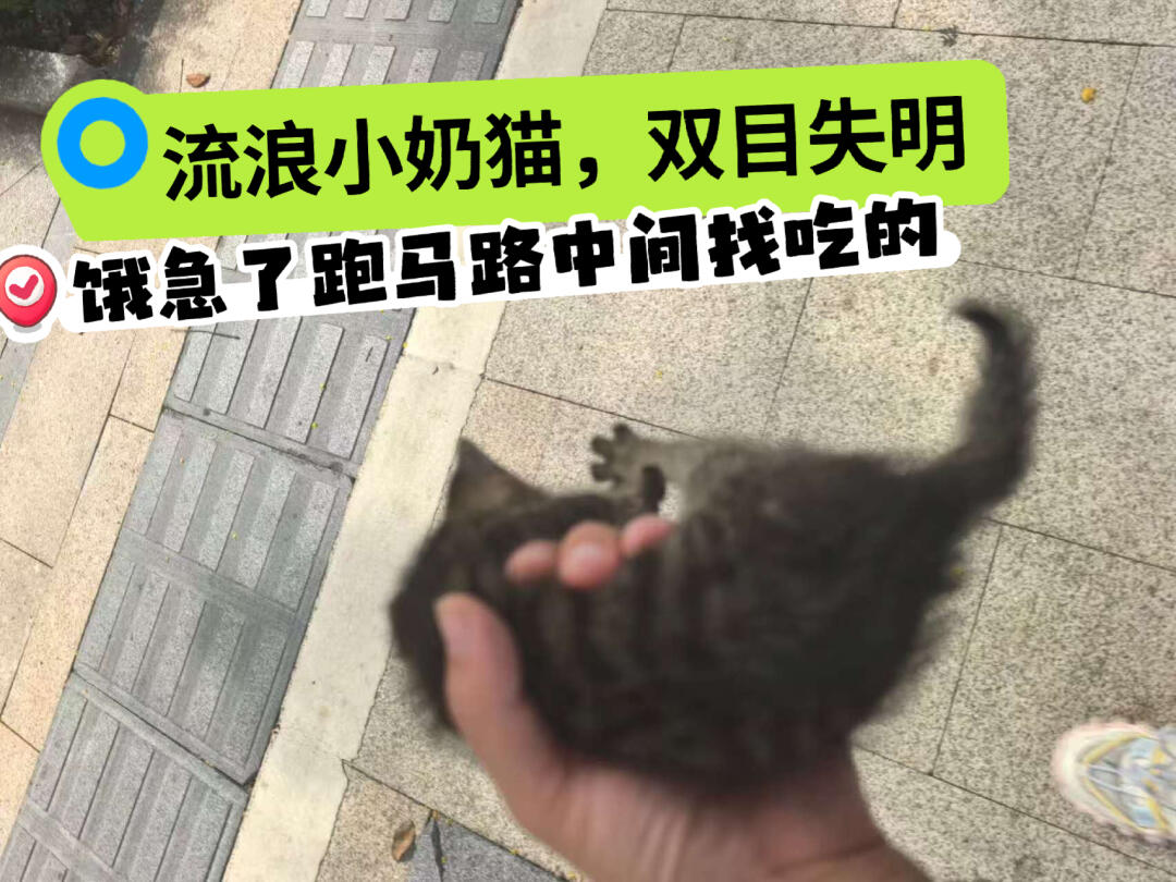 流浪小盲猫饿急了，在马路中间找吃的！就在刚刚，朱竹接到网友求救，她出差...