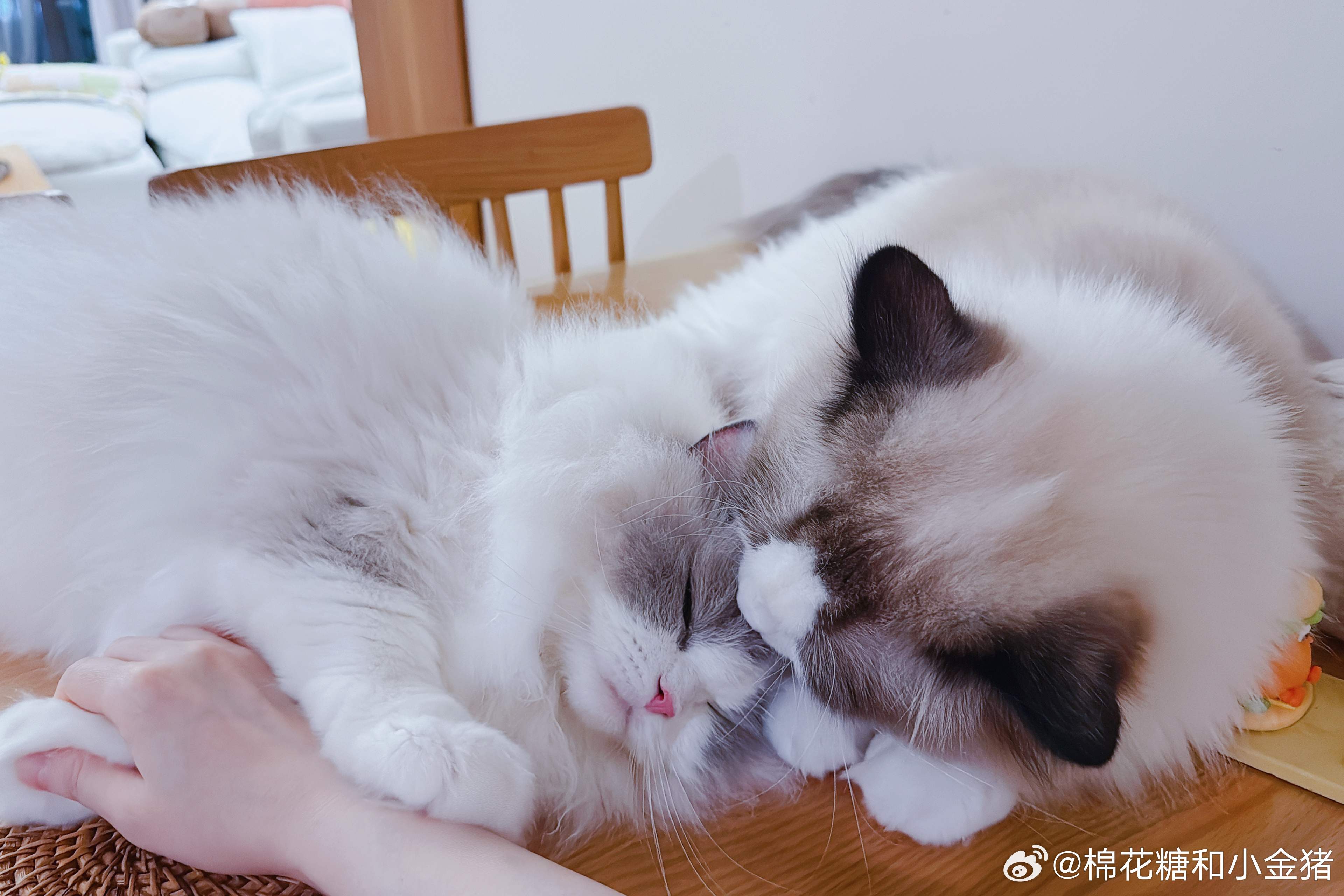 总之是感情好，别问因为什么凑一对儿的～ 
