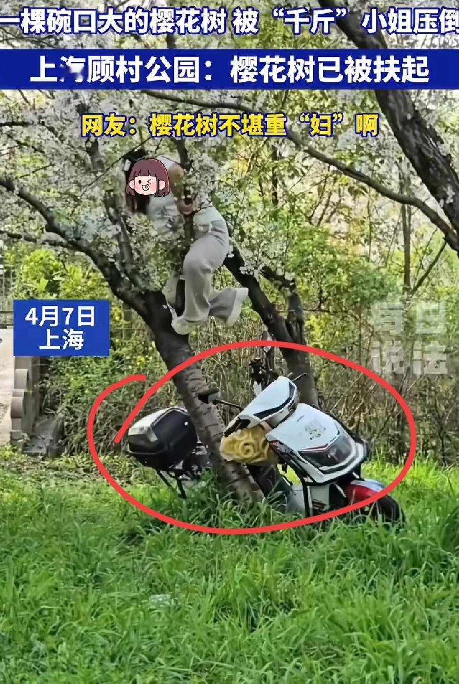 上海女子压倒20年树龄樱花树，为什么这么不结实？仔细看图片，3个细节原因:1、树