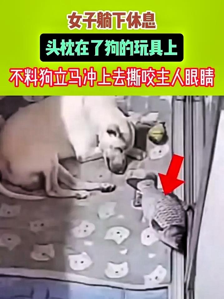 太可怕了！只是枕了下狗的玩具，女主人惨遭被咬！网友：别再把动物当儿子养了！

黑