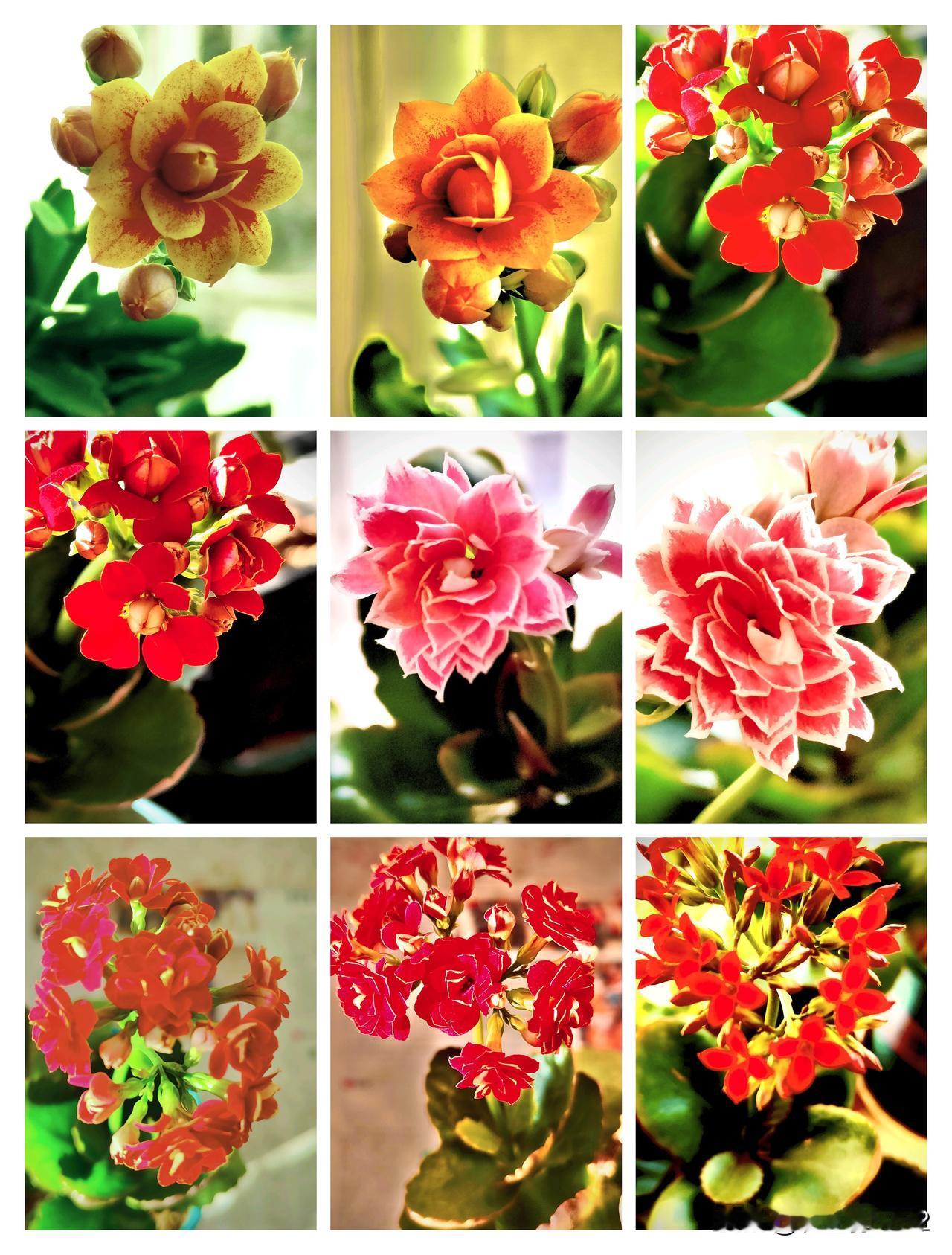 现在到春节长寿花一直在开，可惜我养了好多盆确叫不上它们的名字。